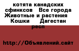 котята канадских сфинксов - Все города Животные и растения » Кошки   . Дагестан респ.